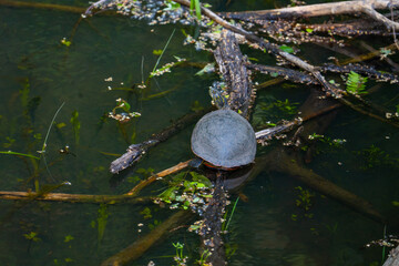 Painted Turtle in Murky Green Pond Water