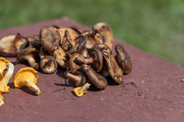Close-up of freshly picked wild mushrooms (yellow chanterelles and brown species) laid out on a maroon outdoor table. Green grassy background, natural light