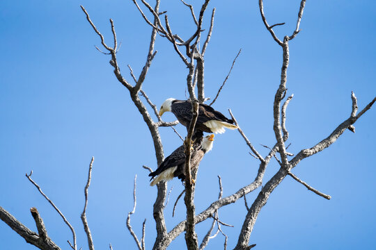 Two Bald Eagles Perched in Tree Against Blue Sky