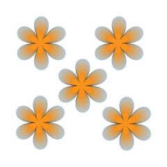 frangipani flower isolated on white background