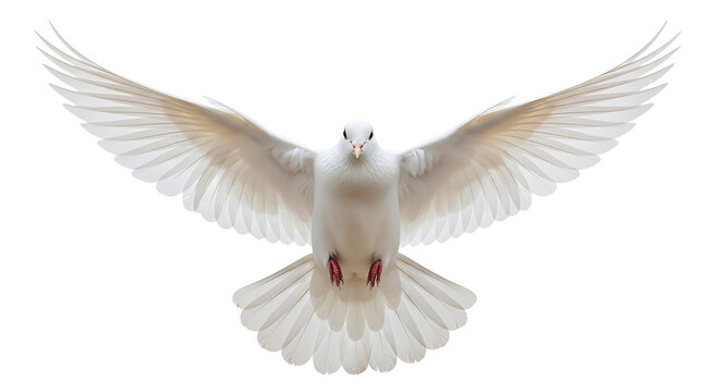 Majestic white dove in graceful flight with wings spread wide, symbolizing peace, hope, and purity against a pristine, isolated background, captured in a moment of serene motion