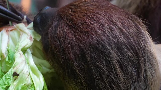 Close up of a sloth eating lettuce on a tree ona sunny day