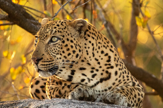 Leopard, Panthera pardus, male leopard, close-up, lying on a boulder.