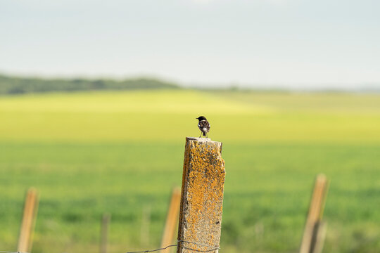 Stonechat bird perching on weathered post observing rural landscape