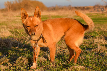 small red dog squinting at bright sunset sun