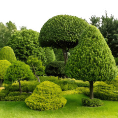 Lush, sculpted green trees in a well-manicured garden