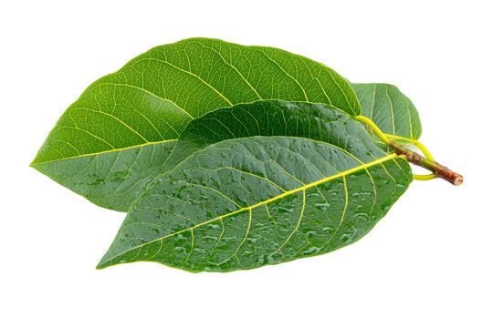 herbal guava leaf tea isolated on transparent background