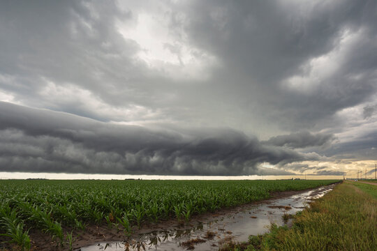 Roll cloud, a round tube formation hovering just above ground on the horizon, over a field of corn, 