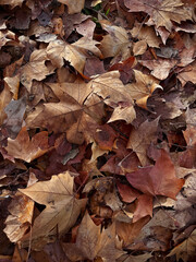 Dry Autumn Leaves Background