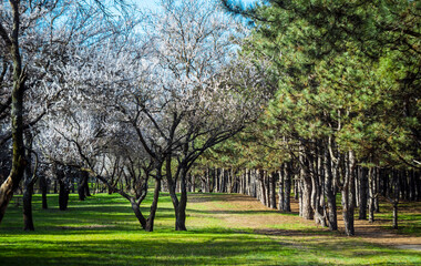 Obraz premium Spring forest