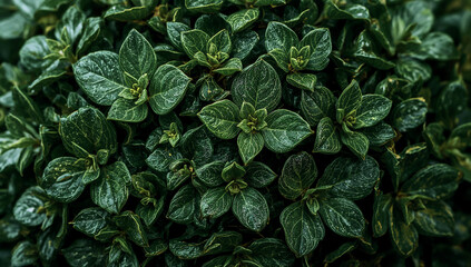 Close up view of a sphere adorned with green leaves