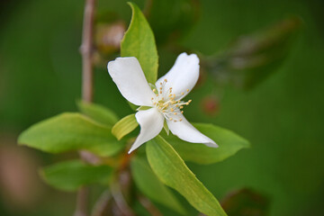White flower of Lewis's mock orange Philadelphus lewisii garden jasmine gardening nature flora