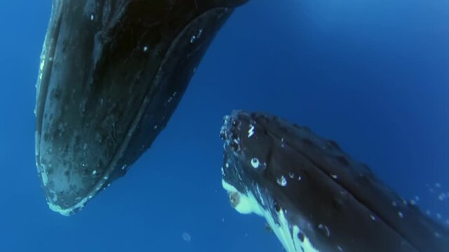 A close encounter with massive Humpback Whales underwater in French Polynesia. Observe these gentle giants swimming in the deep blue ocean during their annual migration.