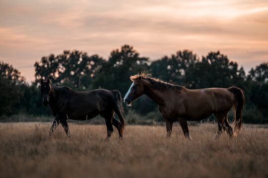 horse in the field meadow