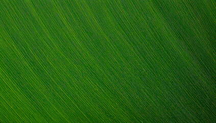 Close up of a verdant leaf showing details
