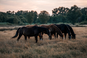 Fototapeta premium horse in the field meadow