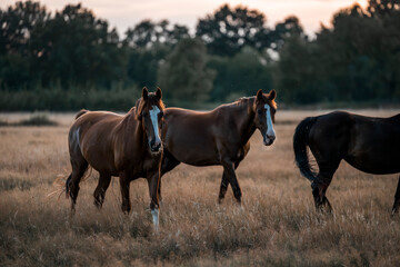Fototapeta premium horse in the field meadow