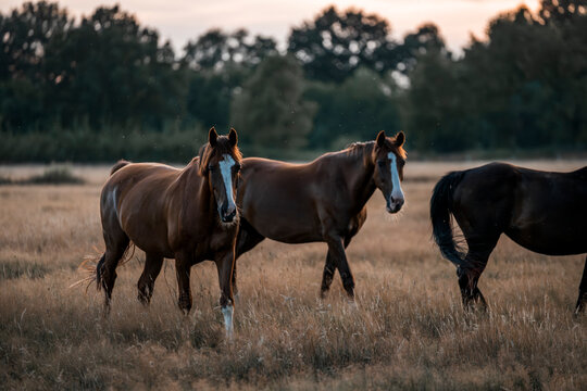 horse in the field meadow