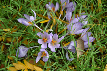 Flowers cluster of flowering plants autumn crocus bright purple petals with red-orange stigmas nature flora