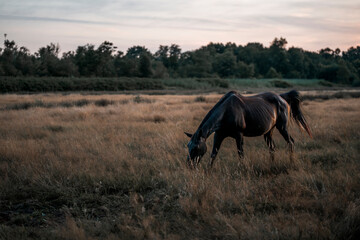 horses in the field in a beautiful herd pony 