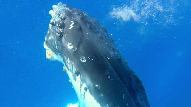 Experience the awe and wonder as a Humpback Whale approaches in the crystal-clear waters of a tropical ocean. Observe the details of its head in this rare encounter.