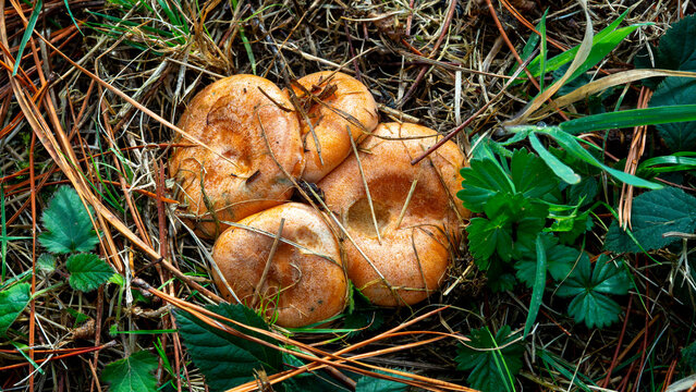 bloody milk cap mushrooms (Lactarius sanguifluus) isolated in the forest ground