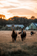 Fototapeta premium horses in the field in a beautiful herd pony 