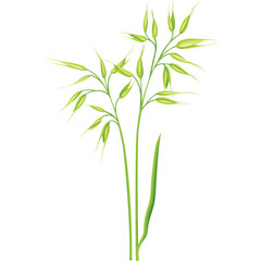 Green Oat Plant Sprigs With Seed Heads And Leaves On A Transparent Background Isolated Studio Shot