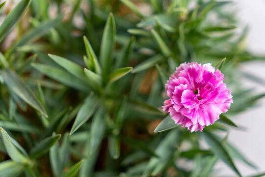 Vibrant pink flower blooming among lush green leaves in a garden setting during a sunny day