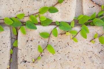 Green vines growing on block wall
