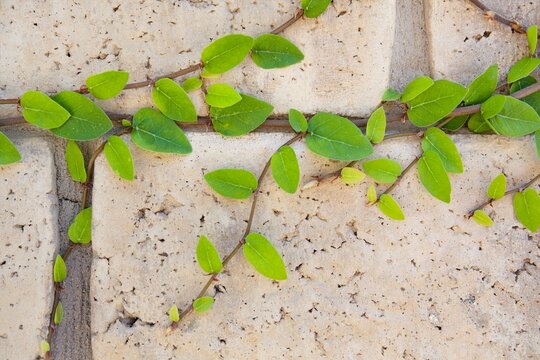 Green vines growing on block wall