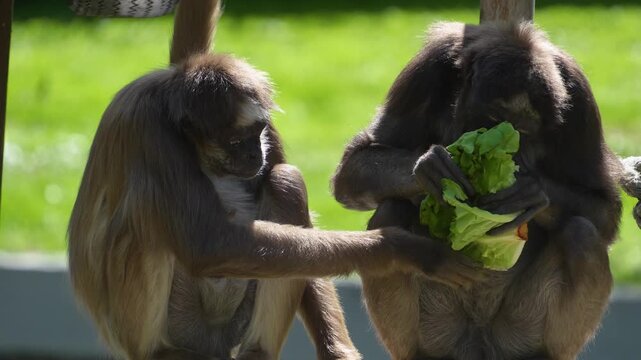 Close up spider monkey sitting and eating lettuce on a sunny day