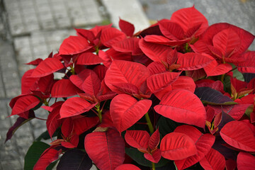 Red leaves poinsettia plant Christmas star shrub gardening nature flora