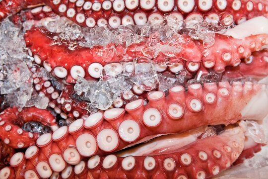 Octopus on Ice at Tsukiji Fish Market in Tokyo, Japan