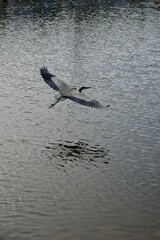 great blue heron mid flight