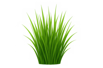 Fresh green grass tuft growing, representing nature, spring, growth, and eco-friendly concepts, with transparent background