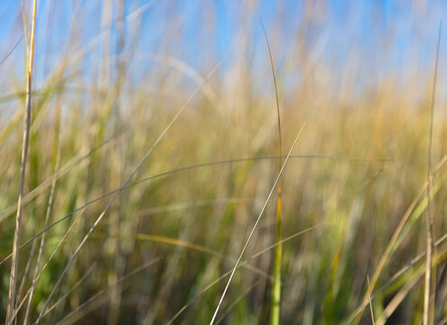 Close up of windblown seagrasses.