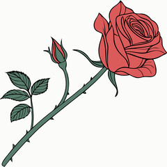 Elegant flower art, Design illustration for decoration Rose, Elegant Floral Vector on Transparent Background, decorative rose with leaves, Flower silhoutte, Vector illustration, Floral vector