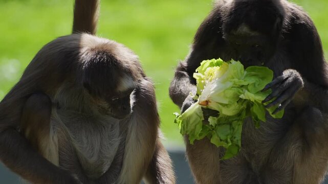 Close up spider monkey sitting and eating lettuce on a sunny day