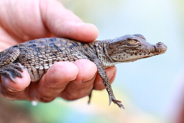 Close-up of a baby crocodile resting in human hands. Wildlife conservation, animal care and reptile...