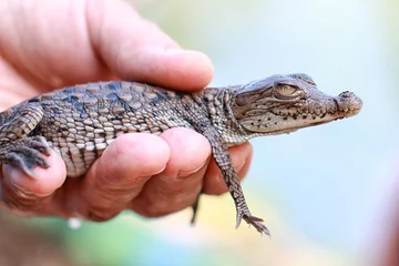 Fototapeten Krokodil Close-up of a baby crocodile resting in human hands. Wildlife conservation, animal care and reptile protection concept, fragile life and nature preservation.  © Tatiana