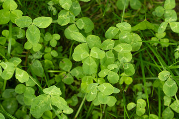 Close-Up of Four-Leaf Clover, Nature Concept of Fortune