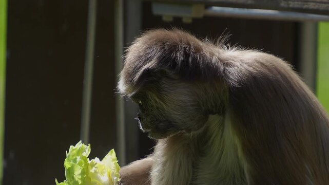 Close up spider monkey sitting and eating lettuce on a sunny day
