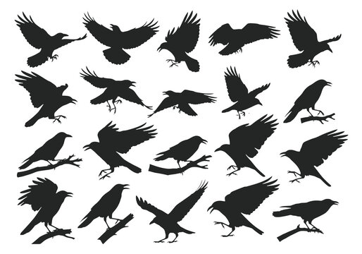 A collection of black silhouettes depicting crows in various flight poses