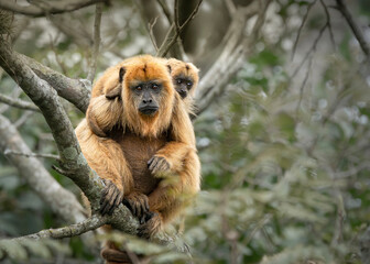 Obraz premium Mono aullador hembra con su bebe a cuesta