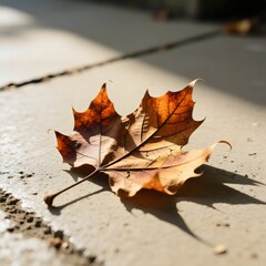Single Dry Maple Leaf on Concrete Pavement in Sunlight Autumn Season Fall Concept