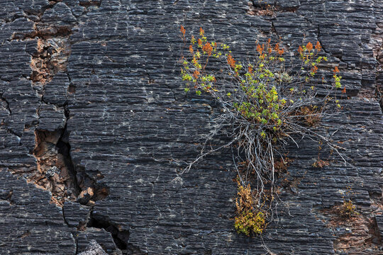 Close up of plant growing in the  basalt lava cliffs in the Craters of the Moon National Park.