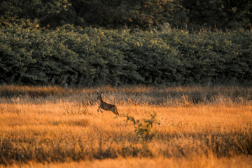 deer in the field running