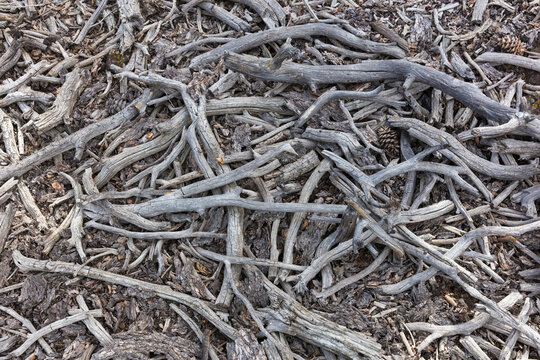Scattered dessicated tree branch fragments, twigs and branches