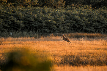 deer in the field running